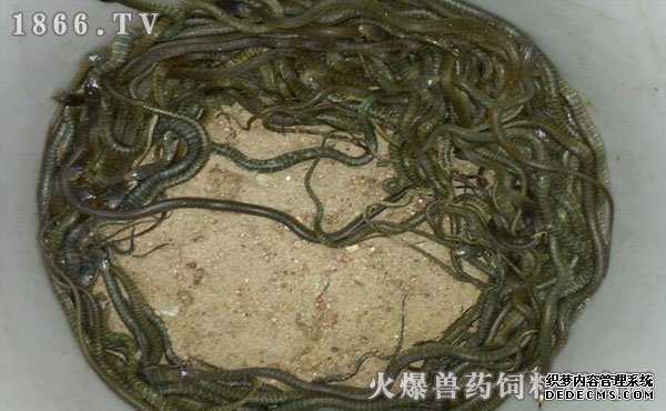 水律蛇養(yǎng)殖新技巧揭秘，高效養(yǎng)殖方法與實用操作指南