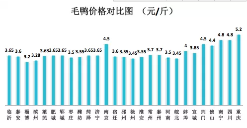 鴨毛行情深度解析，全面把握市場動態(tài)與趨勢的指南