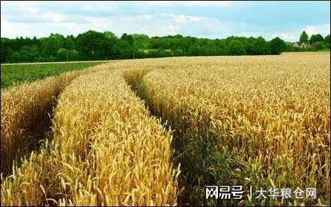 今天小麥最新價格行情，變化中的機遇與自我成長潛力探索